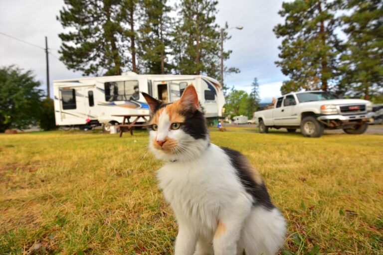 RVing with cats