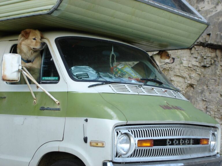 RVing with dogs