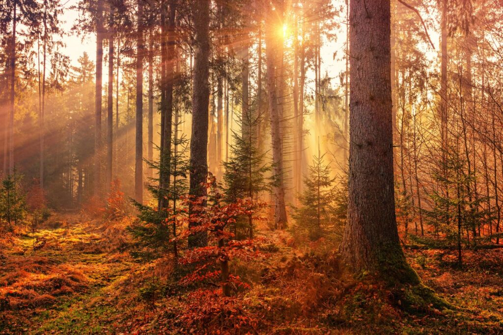 Fall in the woods